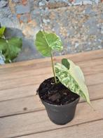 alocasia macrorrhiza variegata., Ophalen