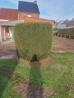 Taxus 1m80 hoog en diameter 1m80., Tuin en Terras, Ophalen