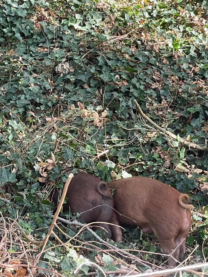 nog 2 duroc x mangalica biggen, Dieren en Toebehoren, Schapen, Geiten en Varkens, Varken, Meerdere dieren, 0 tot 2 jaar