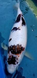 Japanse Koi 55 cm (ze is dik)., Dieren en Toebehoren, Vissen | Vijvervissen, Karper of Koi