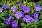8 pervenches (vinca minor) pour 10 euros, Tuin en Terras, Ophalen, Vaste plant