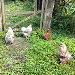 Zijdehoen haantjes, Dieren en Toebehoren, Mannelijk, Kip