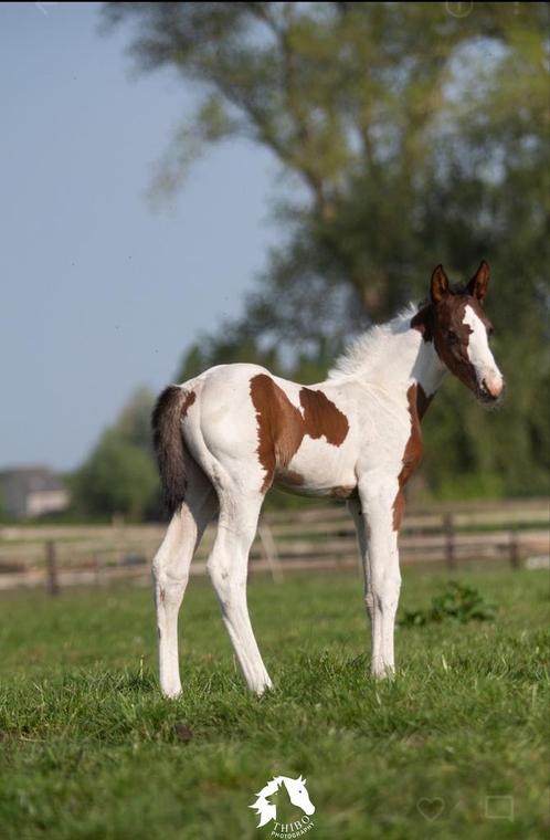 Prachtig getekend veulen, Dieren en Toebehoren, Paarden, Hengst, Onbeleerd, 165 tot 170 cm, 0 tot 2 jaar, Springpaard, Met stamboom