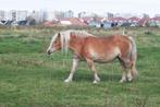 Haflinger, Dieren en Toebehoren, Pony's, Niet van toepassing, Gechipt, 11 jaar of ouder, Recreatiepony