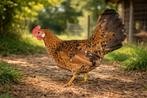 Leghorn Porselein kippen jonge hennen beschikbaar, Dieren en Toebehoren, Pluimvee, Vrouwelijk, Kip