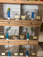 Kooien met grasparkieten, Dieren en Toebehoren, Ophalen, Gebruikt