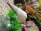 Aquarium slak, Animaux & Accessoires, Poissons | Poissons d'aquarium, Poisson d'eau douce, Escargot ou Mollusque