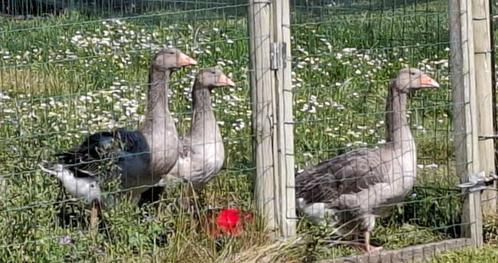 Toulouse ganzen, Dieren en Toebehoren, Pluimvee, Gans of Zwaan, Geslacht onbekend
