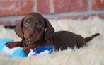 Chiots teckel à poil court choco-tan, Animaux & Accessoires, Chiens | Teckels & Bassets, Poils courts, Chienne, Belgique, Plusieurs