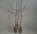 Pommier fruitier, Tuin en Terras, Planten | Fruitbomen, Ophalen, Lente, In pot, Halfschaduw
