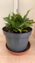Bananenplant 25 cm hoog met baby’s, Ophalen