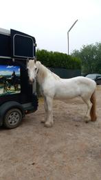 Nieuwe thuis Irish Cob merrie, Dieren en Toebehoren, Paarden, Merrie, Minder dan 160 cm, Gechipt, Zadelmak