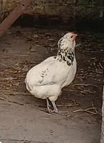 Araucana