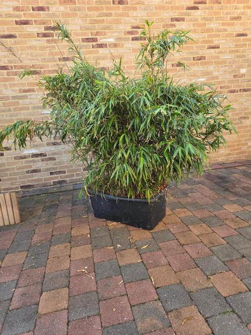 5x Bamboe: fargesia, Tuin en Terras, Planten | Tuinplanten, Vaste plant, Ophalen