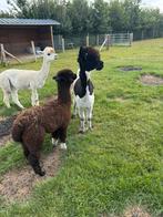 3 alpaca hengstjes, Dieren en Toebehoren, Overige Dieren, Mei, Mannelijk