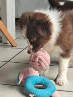 Border Collie pups groeien op in huiselijke kring met mama, Dieren en Toebehoren, Honden | Herdershonden en Veedrijvers, België