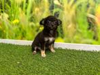 Langharige Chihuahua pups - Kleine taille, CDV (hondenziekte), Meerdere, 8 tot 15 weken, Meerdere dieren