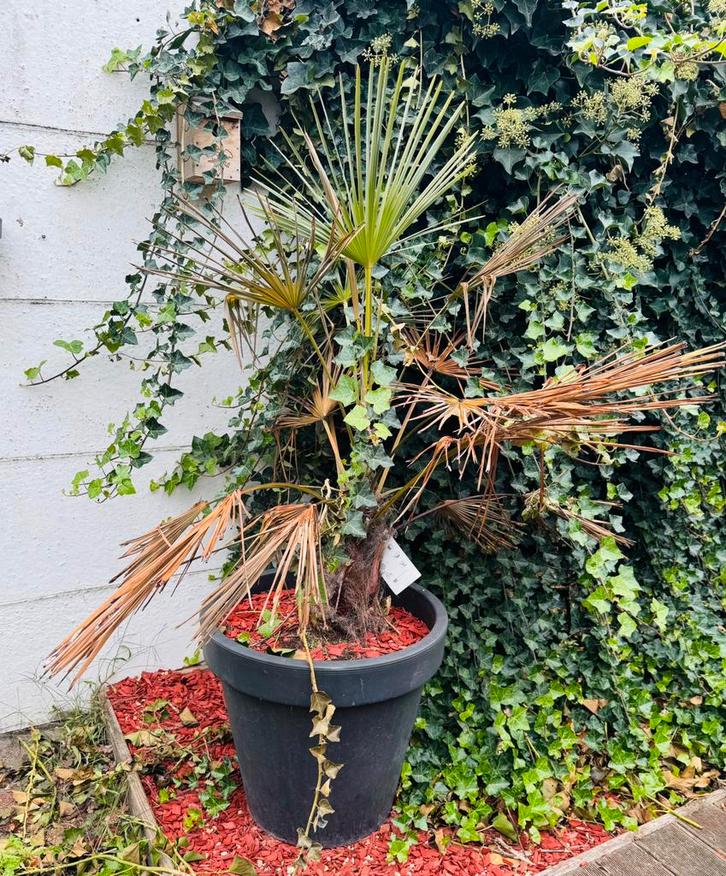 Palmboom, Tuin en Terras, Planten | Bomen, Palmboom, Ophalen