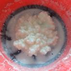Melkkefir-bloemetjes, Diversen, Levensmiddelen, Ophalen