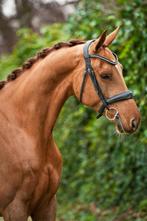 TK; 10 jarige elite KWPN dressuur fokmerrie, Animaux & Accessoires, Chevaux & Poneys | Étalons & Juments poulinières, Jument