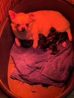 Kleinblijvende chihuahua pups, CDV (hondenziekte), Meerdere, 8 tot 15 weken, Meerdere dieren