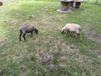3 ouessant schaapjes te koop, Dieren en Toebehoren, Meerdere dieren, Schaap, 0 tot 2 jaar