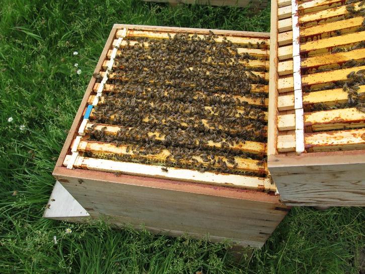 bijenvolk, Dieren en Toebehoren, Overige Dieren, Meerdere dieren, April