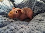 Cavia, Dieren en Toebehoren, Mannelijk, Cavia, Tam