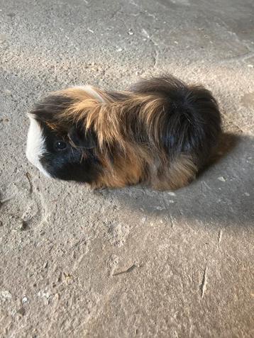 3 volwassen langharige cavia vrouwtjes beschikbaar voor biedingen