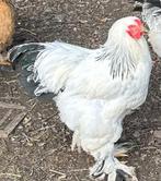 Mooie Brahma hanen, Dieren en Toebehoren, Pluimvee, Mannelijk, Kip