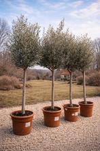 Olijfboom Olea Europaea - op voorraad, Tuin en Terras, Ophalen, Olijfboom