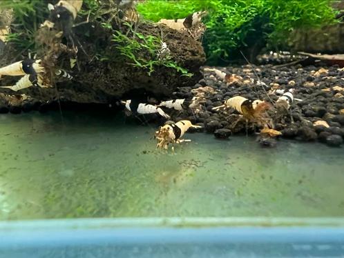 Crevette Cardina black bee / crystal black, Animaux & Accessoires, Poissons | Poissons d'aquarium, Homard, Crabe ou Crevette