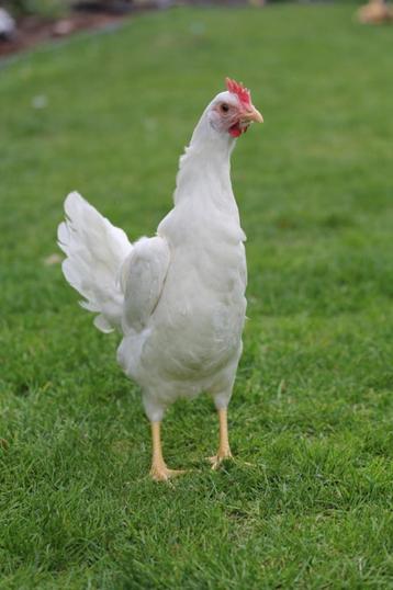 Witte leghorn enkel dit weekend 5 stuks €55 (aan de leg!!) beschikbaar voor biedingen