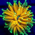 Torch koraal gezocht, Animaux & Accessoires, Poissons | Aquariums & Accessoires, Enlèvement