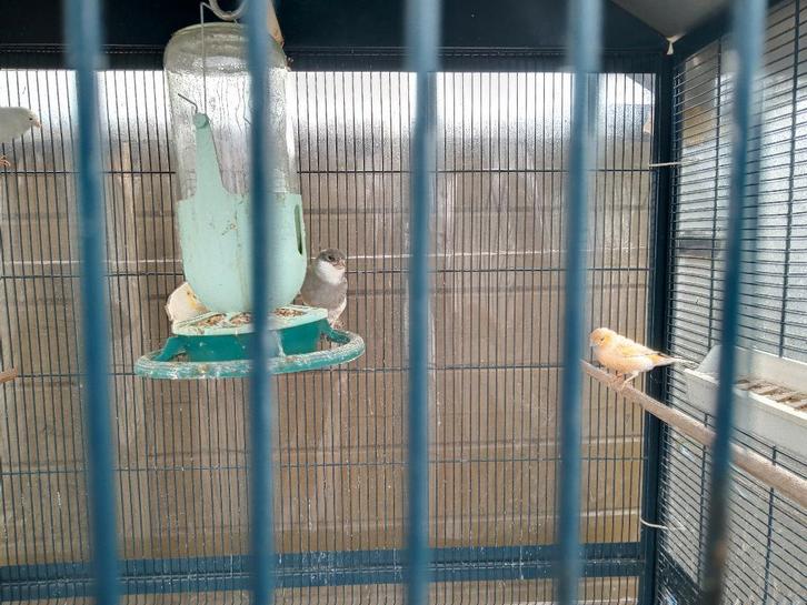 1 pop  lichtgeel  VOORJAAR 2025   Zeer goed verzorgd, Dieren en Toebehoren, Vogels | Kanaries, Vrouwelijk