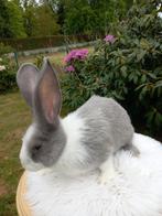 Duitse reus ram, Mannelijk, Groot, 0 tot 2 jaar