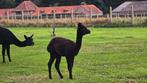 Alpaca merrie veulen, Dieren en Toebehoren, Juni, Vrouwelijk