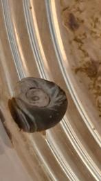 Aquarium slakken, Animaux & Accessoires, Poissons | Poissons d'aquarium, Escargot ou Mollusque, Poisson d'eau douce