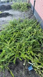 Lonicera nitida maigrun 30/40 cm, Tuin en Terras, Ophalen