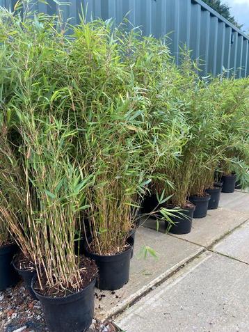 Fargesia rufa   NIET woekerende bamboes 50 cm / 1 m beschikbaar voor biedingen