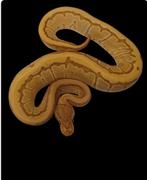 Ball python caramel pinstripe het desert ghost, Dieren en Toebehoren