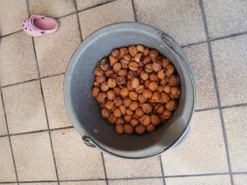 Verse okkernoten beschikbaar voor biedingen