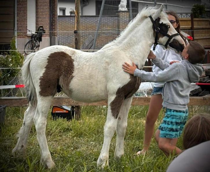 Tinkerhengstje, Dieren en Toebehoren, Paarden en Pony's | Overige Paardenspullen, Ophalen of Verzenden