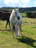 Hongre, Dieren en Toebehoren, Paarden, Ruin, Zadelmak, Gechipt, 160 tot 165 cm