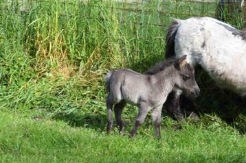 Poulains Poneys Shetland taille super miniature 