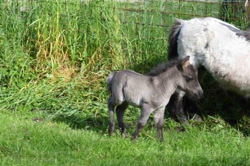 Poulains Poneys Shetland taille super miniature, Animaux & Accessoires, Poneys, Plusieurs animaux, Ne s'applique pas, Avec pedigree