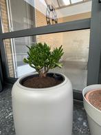 kamerplant zonder pot, Huis en Inrichting, Ophalen, Vetplant