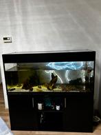 Aquarium met kast, vissen en toebehoren!!, Animaux & Accessoires, Poissons | Aquariums & Accessoires, Enlèvement, Comme neuf