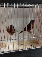 Kanaries Rood Agaat, Dieren en Toebehoren