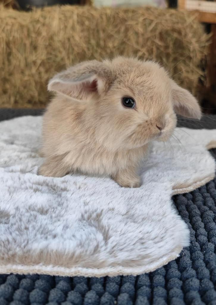 Franse Hangoren, Dieren en Toebehoren, Konijnen, Groot, Meerdere dieren, 0 tot 2 jaar, Hangoor